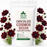 Chocolate Cosmos Seeds